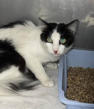 Domestic Long Hair Cats Available for Adoption in Killeen, Texas - OREO BLIZZARD | PetCurious