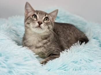 Pad Thai -  Russian Blue and Tabby Cat for Adoption in Covington, Louisiana - Pad Thai | PetCurious