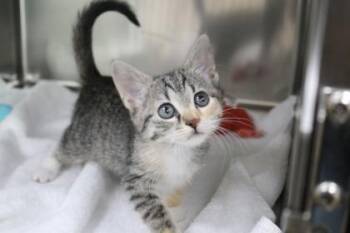 Domestic Short Hair Cats Available for Adoption in Brunswick, Georgia - Prue | PetCurious