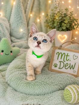 Mt. Dew -  Siamese Cat for Adoption in Tavares, Florida - Mt. Dew | PetCurious