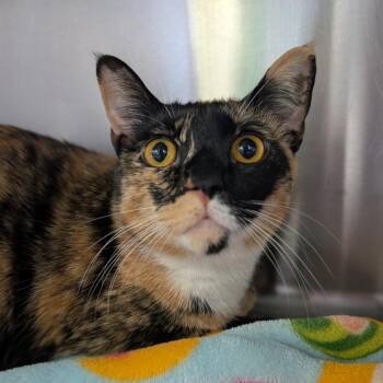 Domestic Short Hair Cats Available for Adoption in Blairsville, Georgia - Lacey | PetCurious