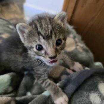 Mena -  Domestic Short Hair Cat for Adoption in Spring Hill, Kansas - Mena | PetCurious
