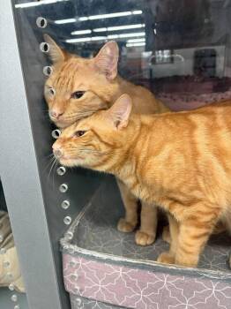 Machi -  Domestic Short Hair Cat for Adoption in St. Cloud, Florida - Machi | PetCurious