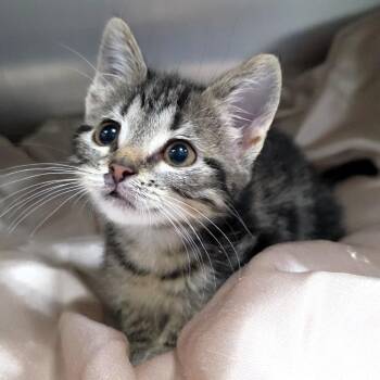 Tilly -  Domestic Short Hair Cat for Adoption in Michigan City, Indiana - Tilly | PetCurious