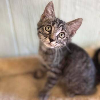 Chamoy -  Domestic Short Hair Cat for Adoption in Clarksville, Arkansas - Chamoy | PetCurious