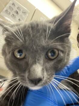 Domestic Short Hair Cats Available for Adoption in Las Vegas, Nevada - VANDER | PetCurious