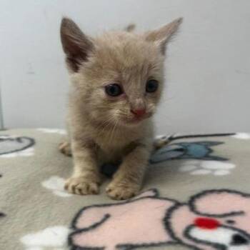 Troy -  Domestic Short Hair and Mixed Breed Cat for Adoption in Spruce Pine, North Carolina - Troy | PetCurious