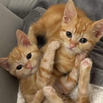 Yuzu -  Domestic Short Hair Cat for Adoption in Los Angeles, California - Yuzu | PetCurious
