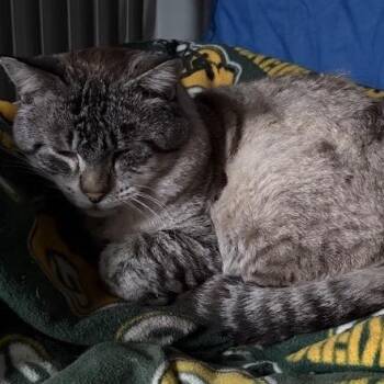 Simon -  Domestic Short Hair and Siamese Cat for Adoption in Rochester, Minnesota - Simon | PetCurious