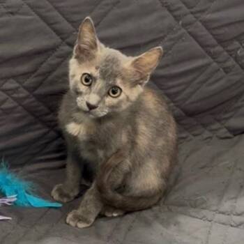 Rescue Domestic Short Hair Cats for Adoption in League City, Texas - Millie | PetCurious