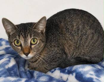 Magic -  Domestic Short Hair Cat Available for Adoption in Columbia, Tennessee - Magic | PetCurious
