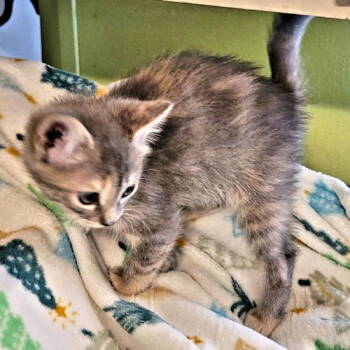 Rescue Domestic Short Hair Cats for Adoption in Rutherfordton, North Carolina - Lorna | PetCurious
