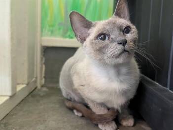 FRANCINE -  Siamese Cat for Adoption in Camarillo, California - FRANCINE | PetCurious