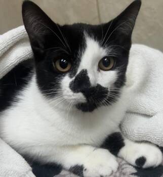 Domestic Short Hair Cats Available for Adoption - Scone | PetCurious