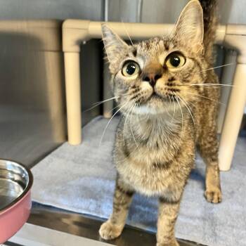 Karma -  Domestic Short Hair Cat for Adoption in Freeport, Florida - Karma | PetCurious