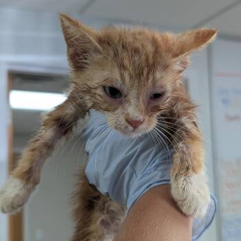 Zack -  Domestic Short Hair Cat for Adoption in Canton, Illinois - Zack | PetCurious