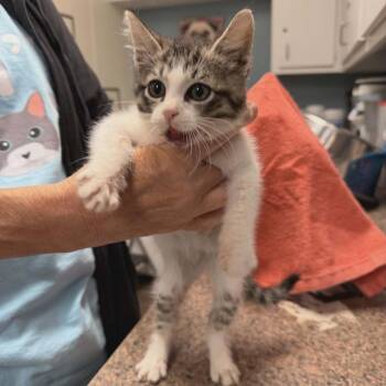 Domestic Short Hair Cats Available for Adoption in Austin, Texas - Nathan For You | PetCurious