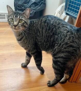 Rescue Tabby Cats for Adoption in Parkville, Missouri - Mr. Drysdale | PetCurious