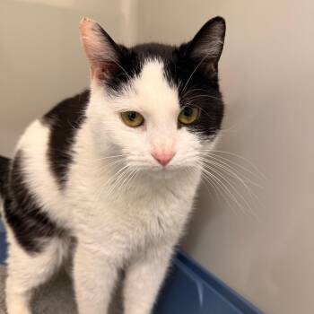 Domestic Short Hair Cats Available for Adoption in Saint Charles, Missouri - Poppy | PetCurious