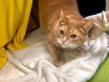 Gooby -  Domestic Short Hair Cat for Adoption in Montreal, Quebec - Gooby | PetCurious