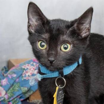 TABITHA -  Domestic Short Hair Cat for Adoption in St. Louis, Missouri - TABITHA | PetCurious