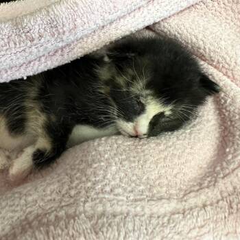 T-Boz -  Domestic Short Hair Cat for Adoption in Abilene, Texas - T-Boz | PetCurious