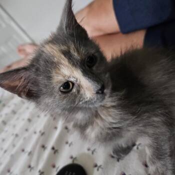 Sarah Fisher -  Domestic Short Hair Cat for Adoption in Indianapolis, Indiana - Sarah Fisher | PetCurious