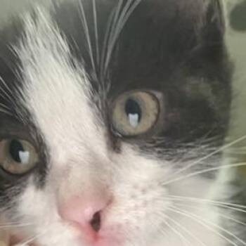 Adidas -  Domestic Long Hair Cat for Adoption in Charleston, South Carolina - Adidas | PetCurious
