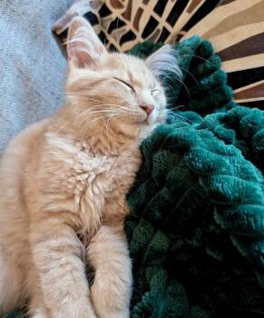 Pebbles -  Domestic Medium Hair Cat for Adoption in Ferndale, Michigan - Pebbles | PetCurious