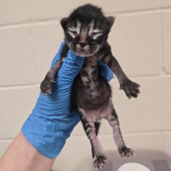 Hawaiian -  Domestic Short Hair Cat for Adoption in Reno, Nevada - Hawaiian | PetCurious