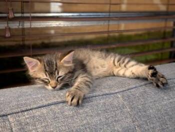 Domestic Medium Hair Cats Available for Adoption in Liverpool, Texas - Katcha | PetCurious