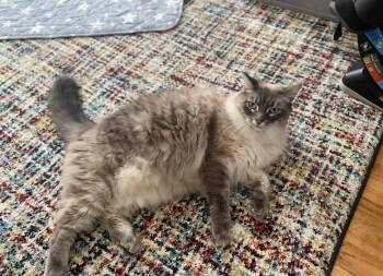 Domestic Medium Hair and Burmese Cats Available for Adoption - Isabel | PetCurious