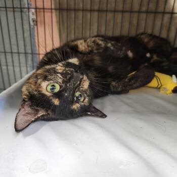 Rescue Domestic Short Hair Cats for Adoption in Columbus, North Carolina - Callie | PetCurious