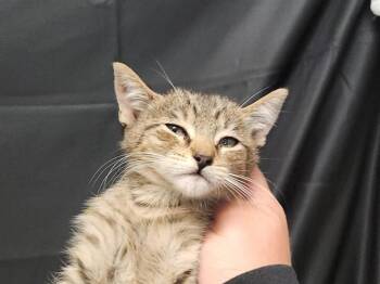 Domestic Short Hair Cats Available for Adoption in Sacramento, California - AMBER | PetCurious