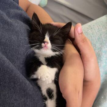 Squish -  Domestic Short Hair Cat for Adoption in Greensboro, North Carolina - Squish | PetCurious
