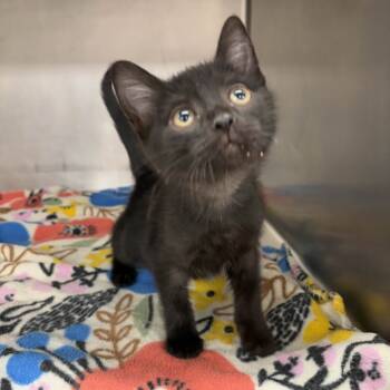 Rescue Domestic Short Hair Cats for Adoption in Beaumont, Texas - Clarabelle | PetCurious