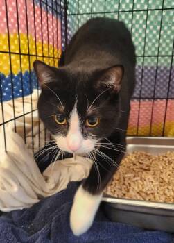 RUBBLE -  Domestic Short Hair Cat for Adoption in Hagerstown, Maryland - RUBBLE | PetCurious