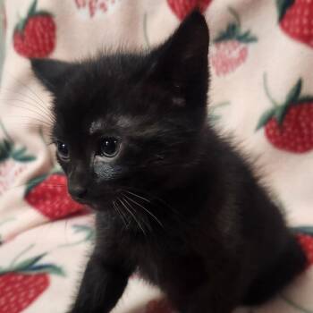 Kit Kat -  Domestic Short Hair Cat for Adoption in Brighton, Missouri - Kit Kat | PetCurious