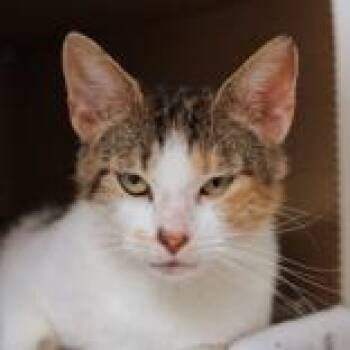 Domestic Short Hair Cats Available for Adoption in Hilliard, Ohio - Greta | PetCurious