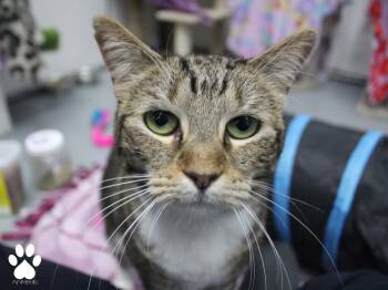 Rescue Domestic Short Hair Cats for Adoption in Missoula, Montana - Vesta | PetCurious