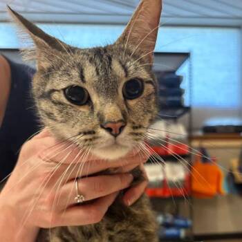 Domestic Short Hair Cats Available for Adoption in Minnetonka, Minnesota - Tonks C69588 | PetCurious