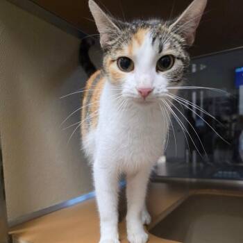 Lily Star -  Domestic Short Hair Cat for Adoption in Chatham, Virginia - Lily Star | PetCurious