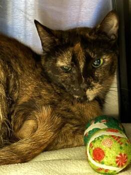 Domestic Short Hair Cats Available for Adoption in Dallas, Texas - FERRY | PetCurious