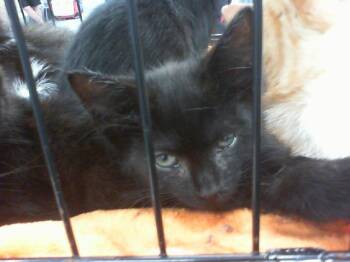 A1266089 -  Domestic Short Hair Cat for Adoption in Charlotte, North Carolina - A1266089 | PetCurious