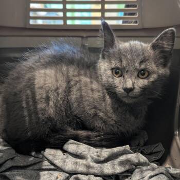 Camry -  Domestic Short Hair Cat for Adoption in Lynchburg, Virginia - Camry | PetCurious