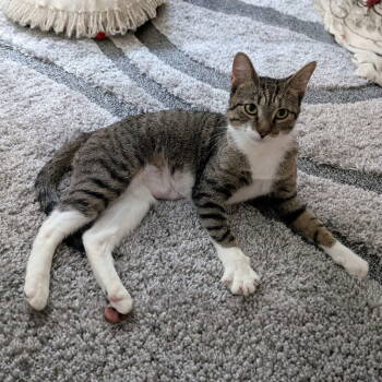 Rescue Domestic Short Hair Cats for Adoption - Bronx | PetCurious