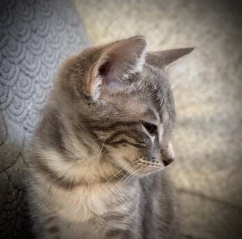Tabby Cats Available for Adoption in Anthem, Arizona - Bowler - Hat Litter | PetCurious