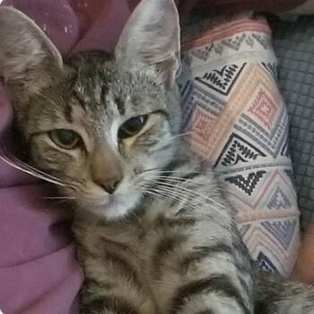 Jill -  Domestic Short Hair Cat for Adoption in Houston, Texas - Jill | PetCurious