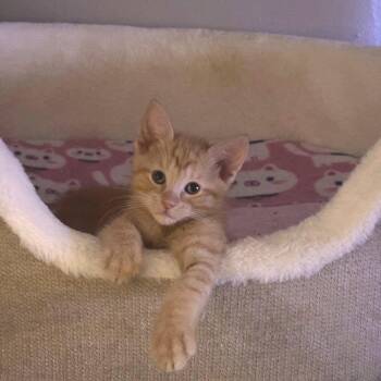 Frodo -  Domestic Short Hair Cat for Adoption in West Olive, Michigan - Frodo | PetCurious