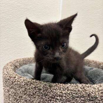 Arowana -  Domestic Short Hair Cat for Adoption in Hawthorne, California - Arowana | PetCurious